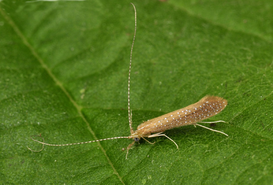 Setodes argentipunctellus di Toano (RE)